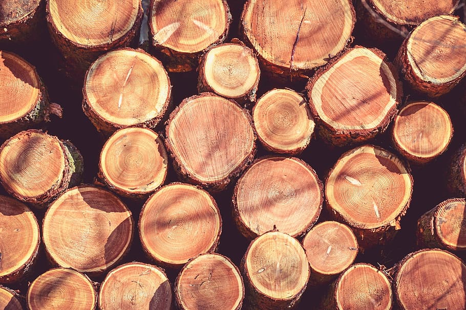fill the frame photography of tree trunk, wood, strain, bark HD wallpaper