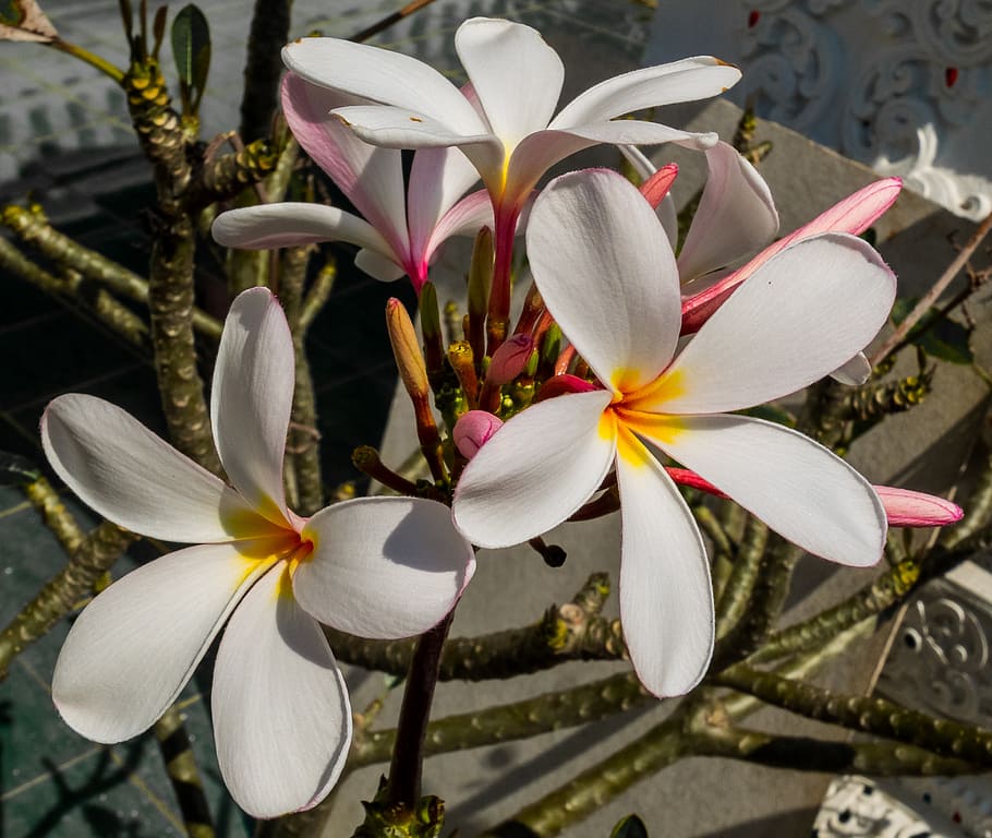 closeup photo of white plumeria flowers, blossom, bloom, yellow HD wallpaper