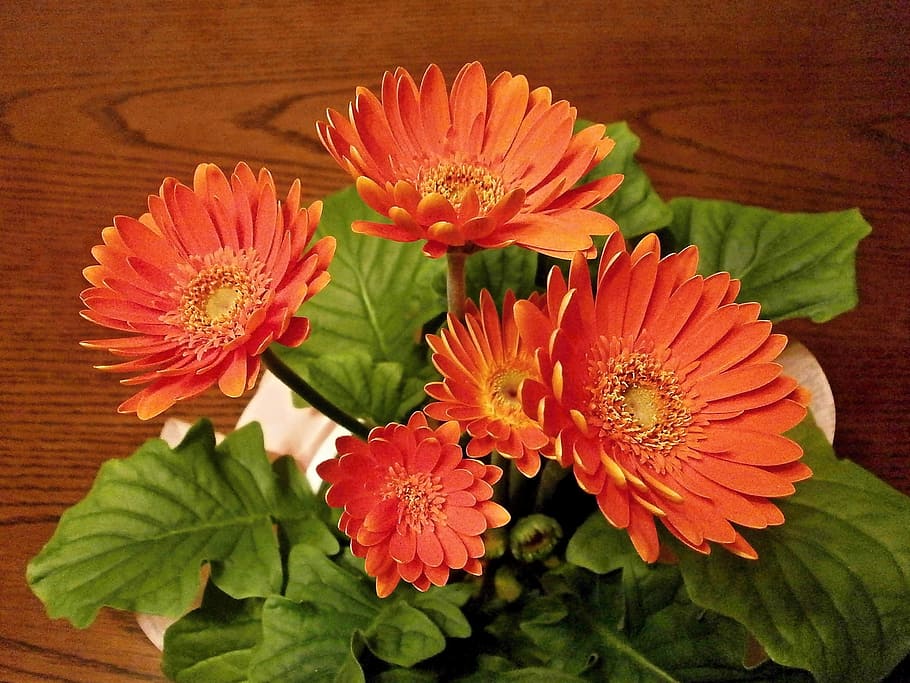 gerbera, spring flowers, potted plants, flowering plant, vulnerability HD wallpaper