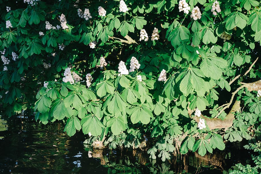 Chestnut flowers, nature, leaf, plant, water, green Color, summer HD wallpaper