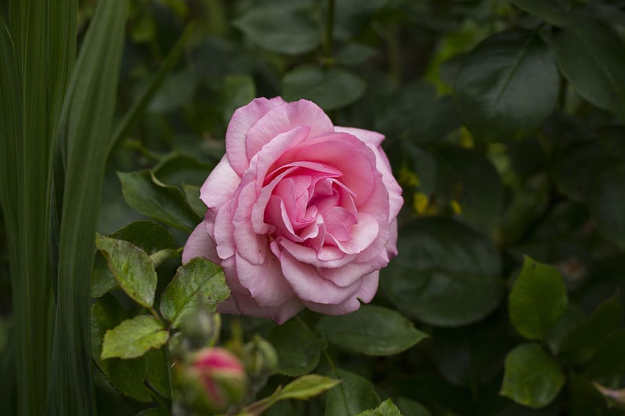 selective focus photography of pink rose, flower, blossom, bloom HD wallpaper