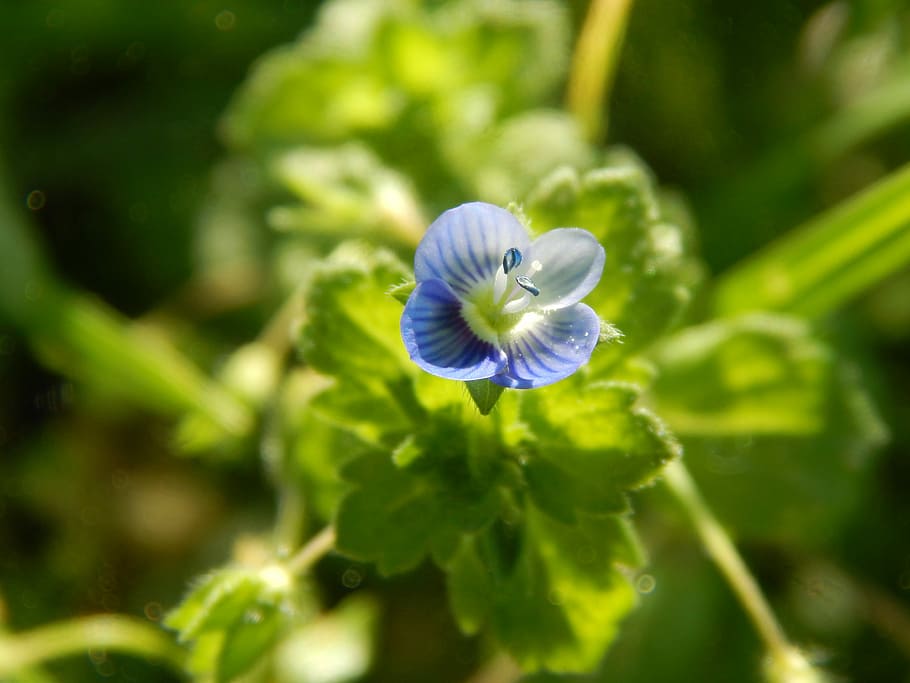 flower celeste, wild, small, macro, plant, freshness, flowering plant HD wallpaper