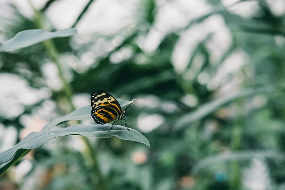 black and brown butterfly nesting green leaf shallow focus photography, yellow and black butterfly perched on green leaf HD wallpaper