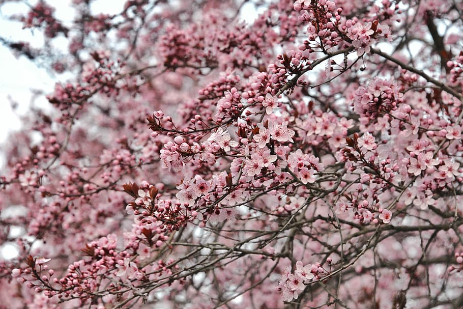 Flowers, Spring, Blossom, Buds, Bloom, rosa, spring flowers HD wallpaper