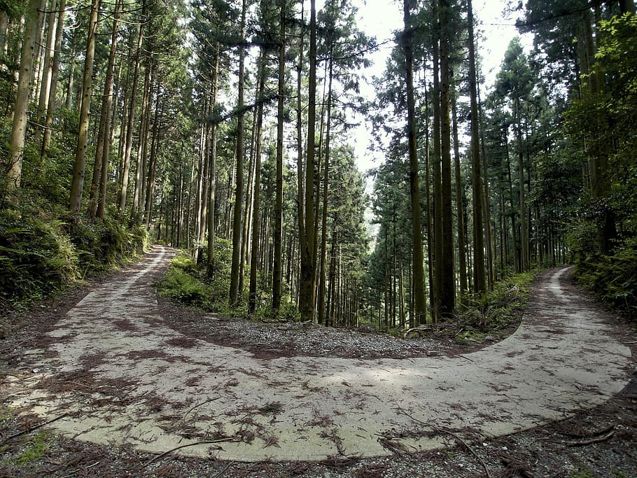 forest road, wood, tree, plant, land, direction, tranquility HD wallpaper