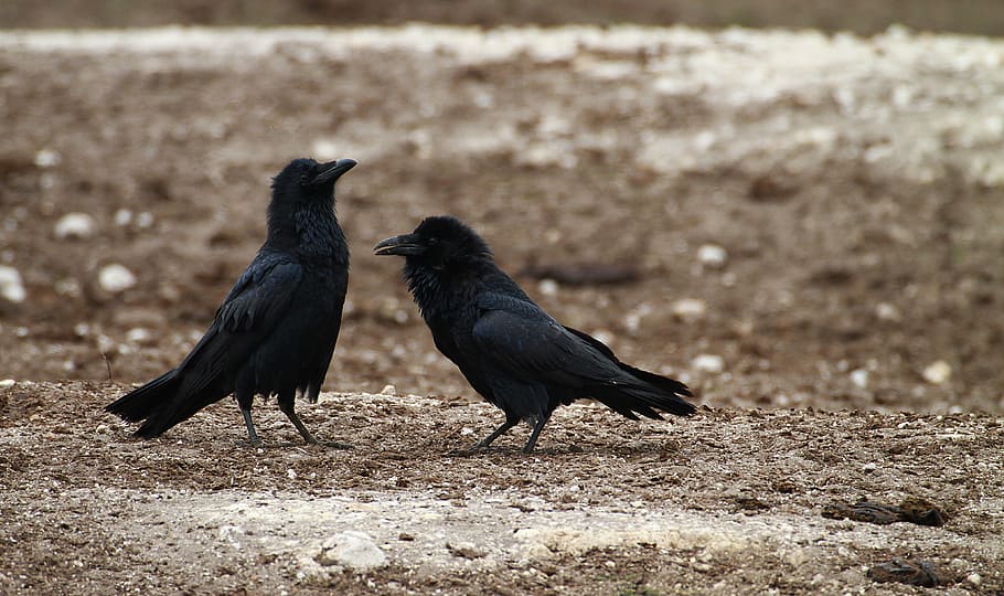 2-black-crows-meaning-real-research