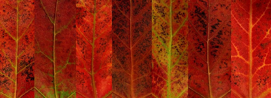 autumn, fall, leaf, leaves, red, veins, seasons, backgrounds HD wallpaper