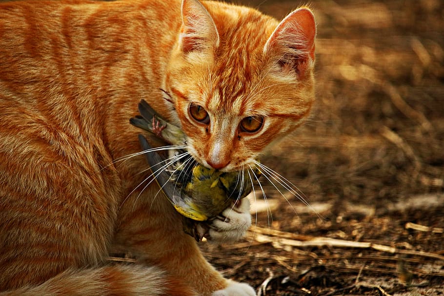 closeup photo of orange tabby cat eating bird, kitten, prey HD wallpaper