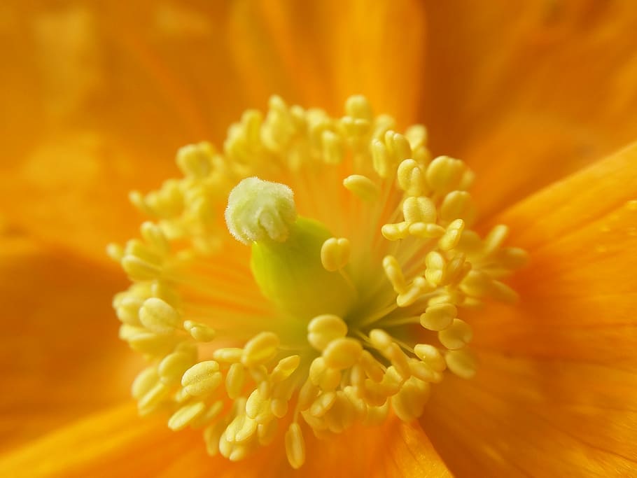 flower, close up, spring, yellow, bright, blossom, pollen, flowering plant HD wallpaper