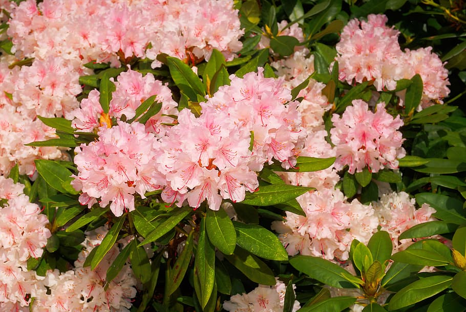 Flowers, Spring, Easter, Rhododendrons, garden, pink, bud, close HD wallpaper