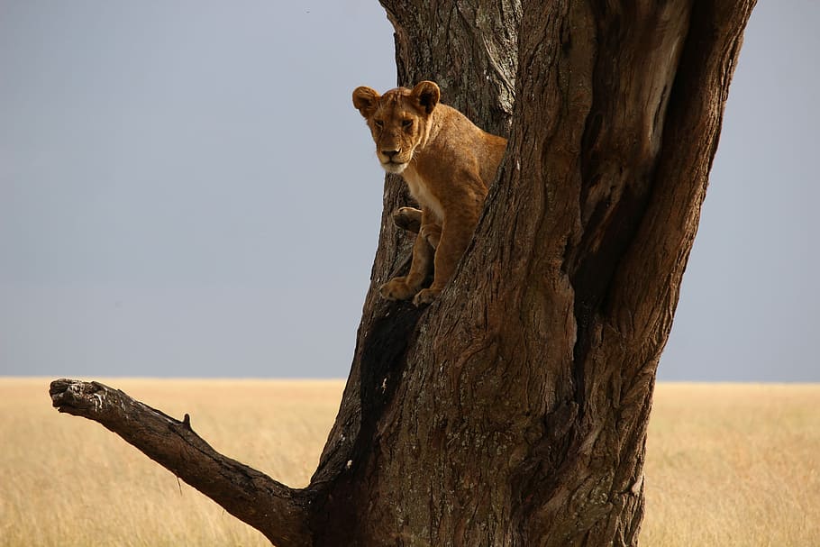 brown lioness on tree, brown tiger on tree, field, desert, sky HD wallpaper