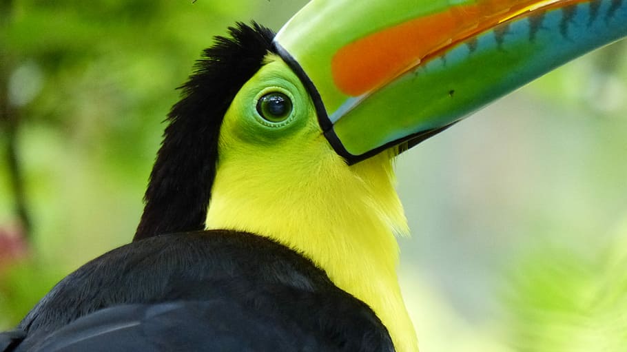 Tucan, keel-billed toucan, parrot, macaw, beak, feathers, animal themes HD wallpaper