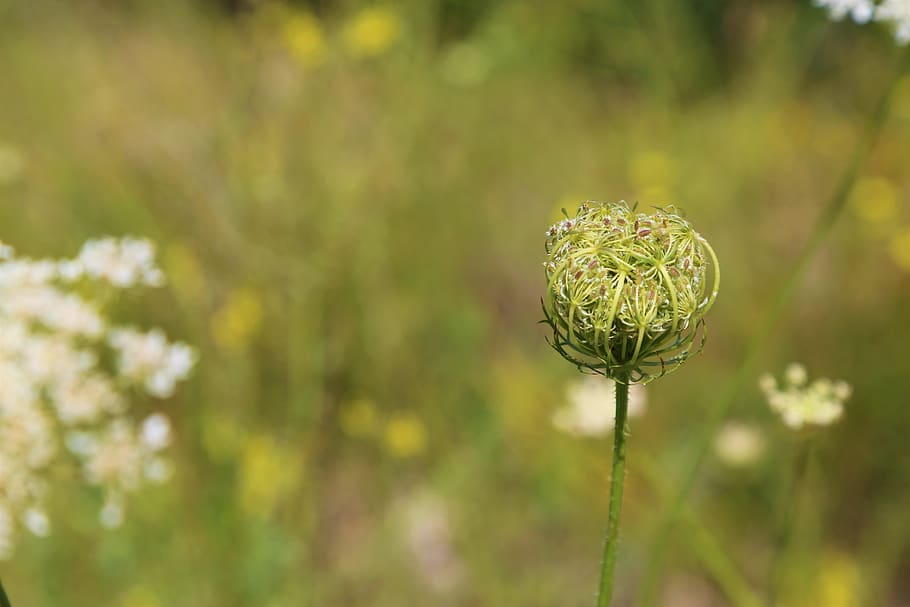 flower, plant, spring, dirt, growth, beauty in nature, focus on foreground HD wallpaper
