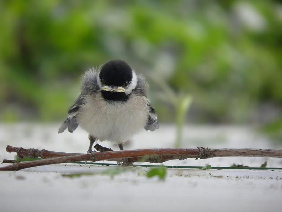 chickadee, bird, wildlife, animal, nature, beak, outdoors, little, HD wallpaper