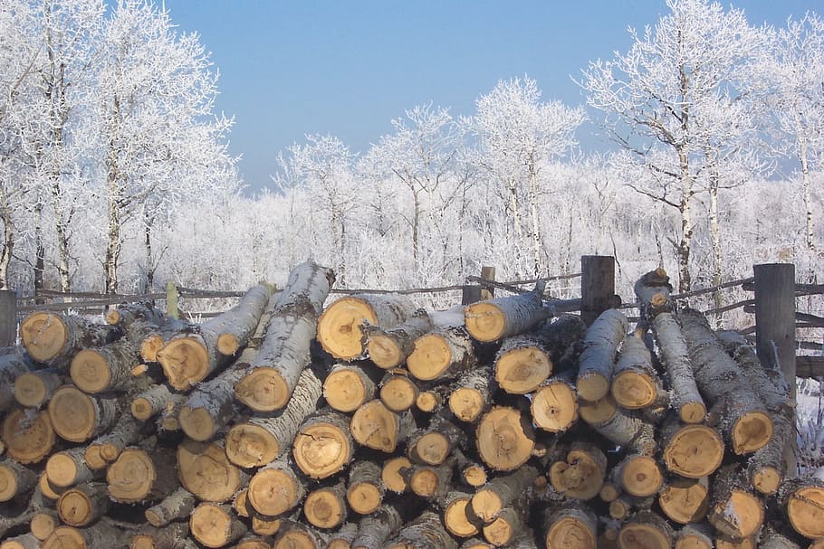 frost, ice, winter, cold, wood, firewood, tree, log, stack HD wallpaper