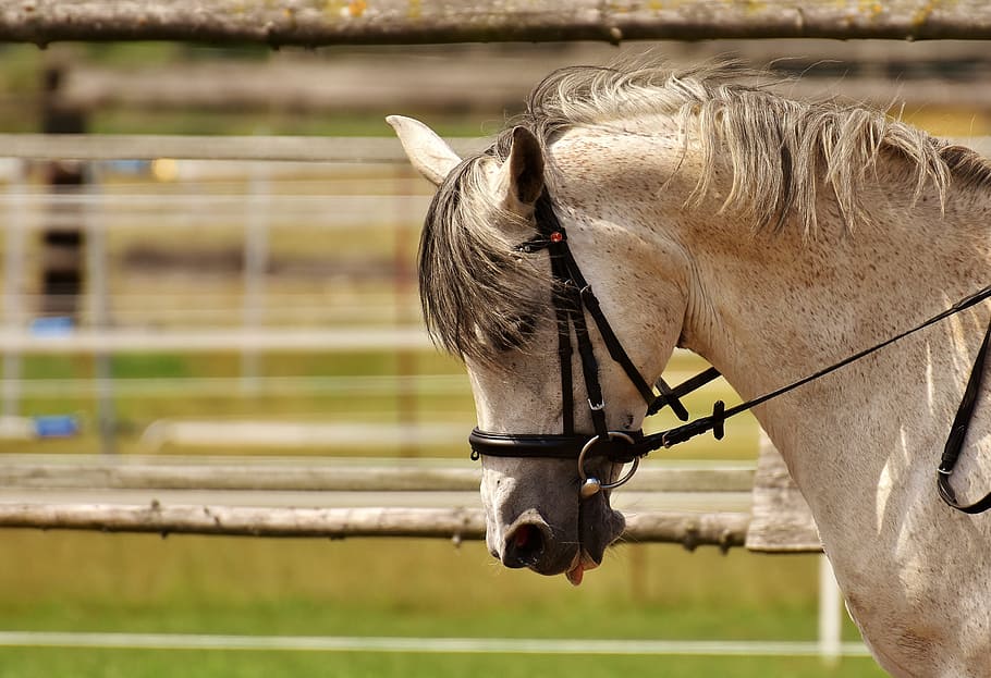 shallow focus photography of white horse, mold, pasture, coupling HD wallpaper