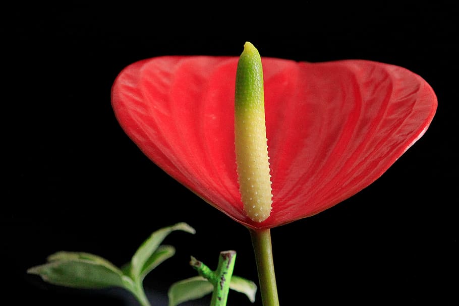 anthurium, blossom, bloom, red, black background, flowering plant HD wallpaper