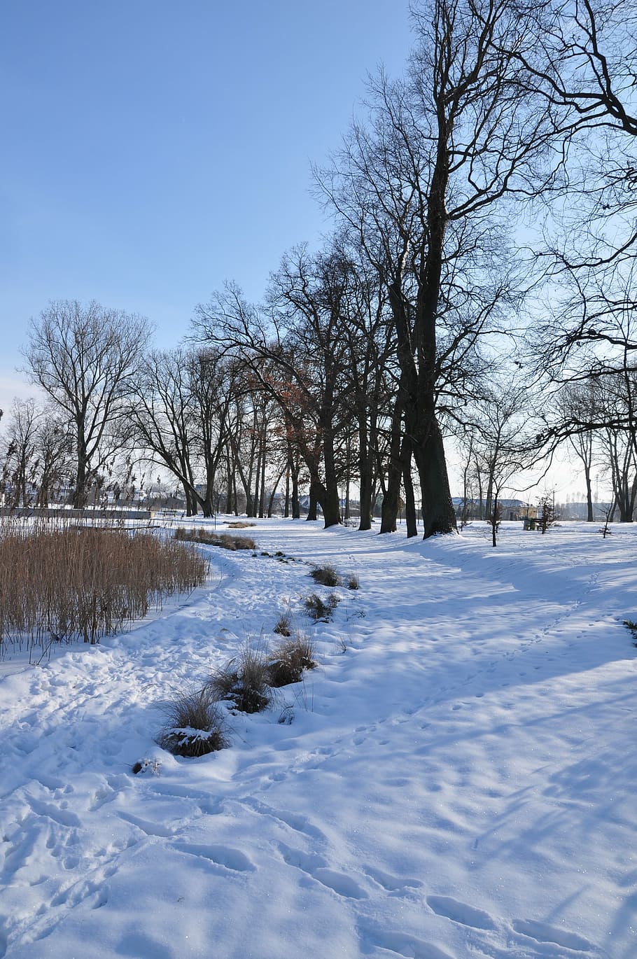 Winter, Snow, Landscape, Poland, Light, tree, cold temperature HD wallpaper
