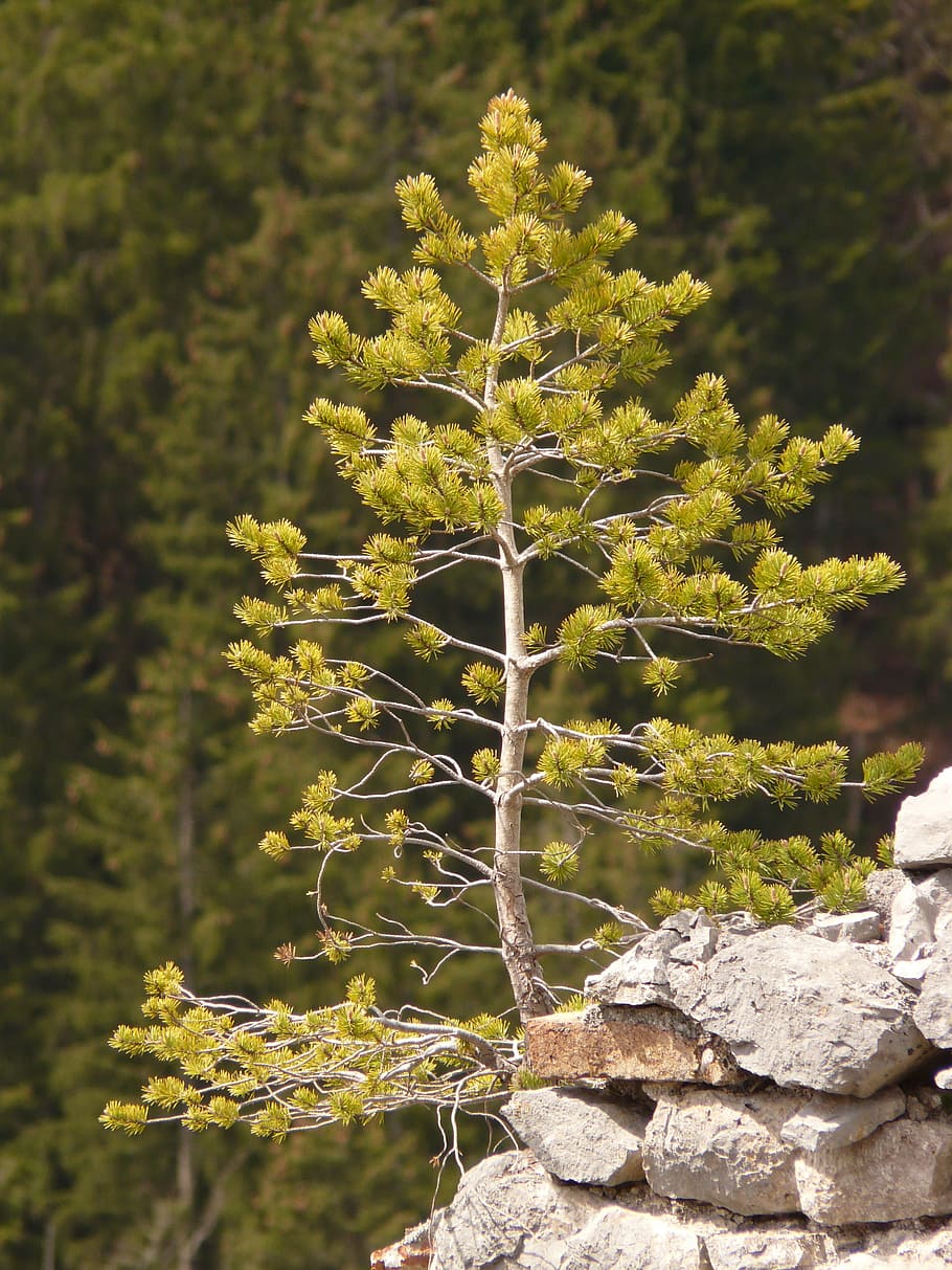 Pine, Tree, Western, Alone, Lonely, nature, growth, plant, no people HD wallpaper