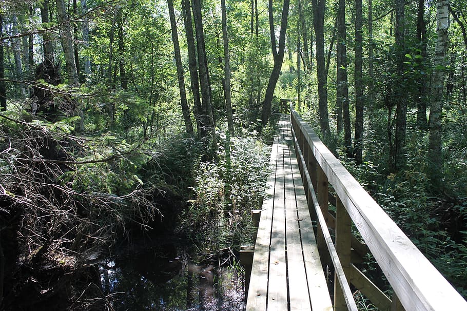 tree, forest, footbridge, nature, bro, plant, land, growth HD wallpaper