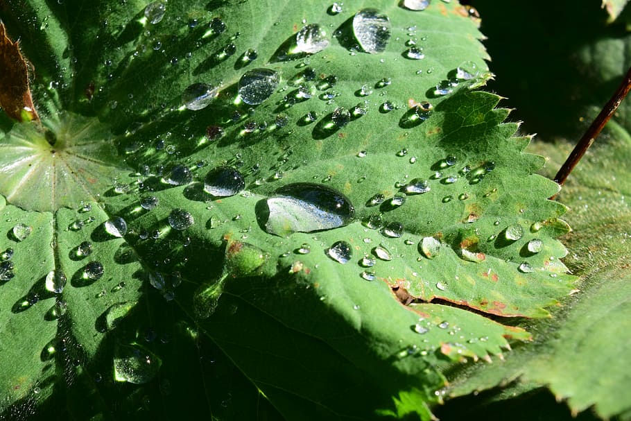 leaf, raindrop, nature, green, leaves, drop of water, plant HD wallpaper