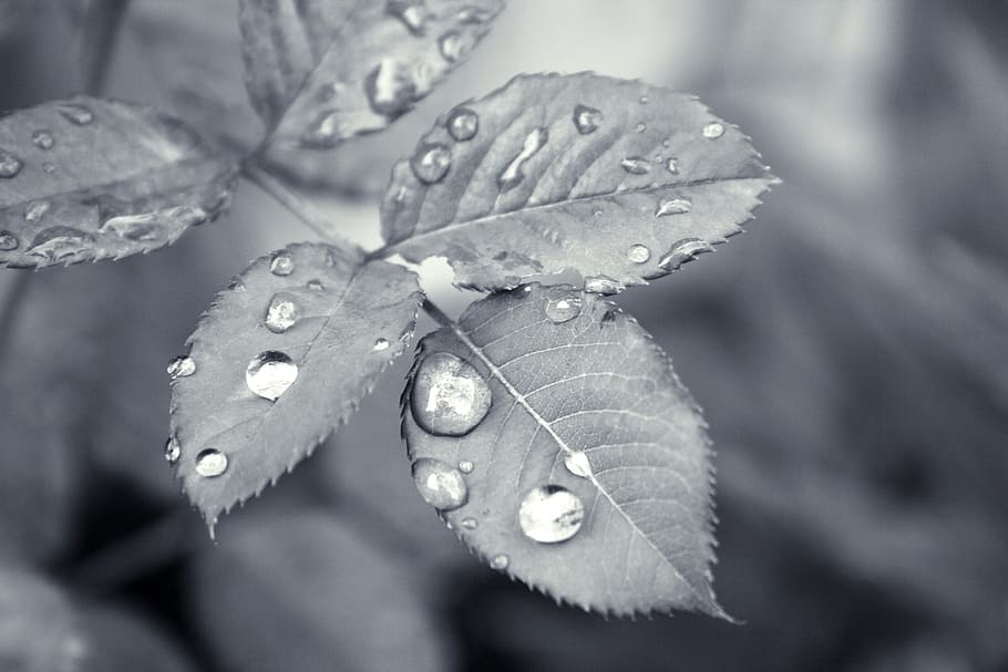 leaf, droplet, water, nature, plant, rain, natural, fresh, wet HD wallpaper
