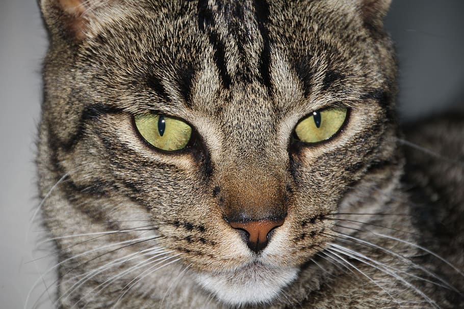 Cat, Head, Closeup, Animal, Fur, Hair, sweet, grey, green, eyes HD wallpaper