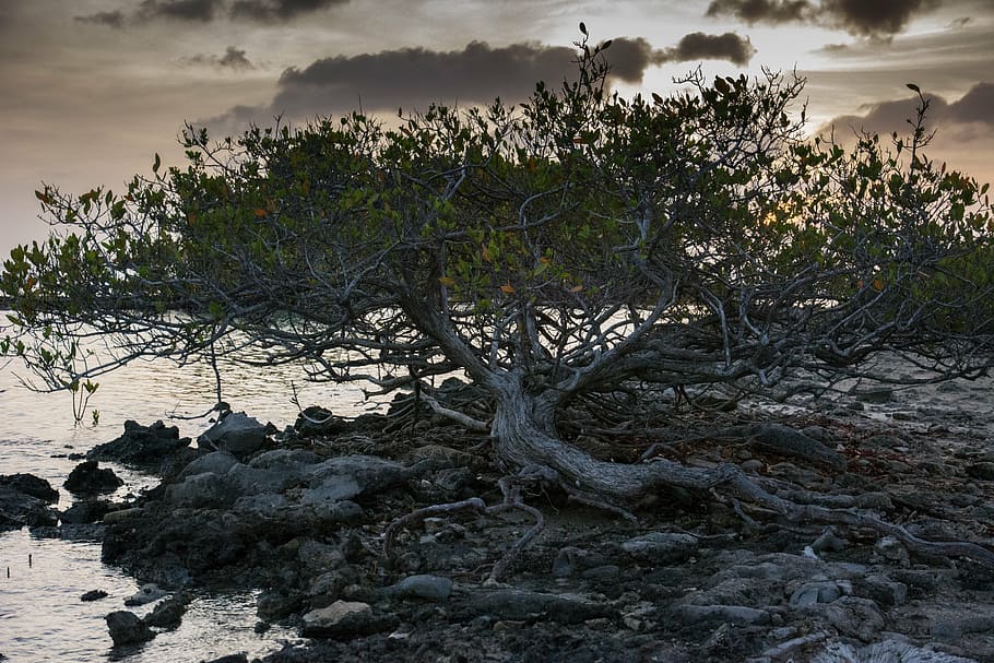 bare tree beside body of water during sunset, white, green HD wallpaper