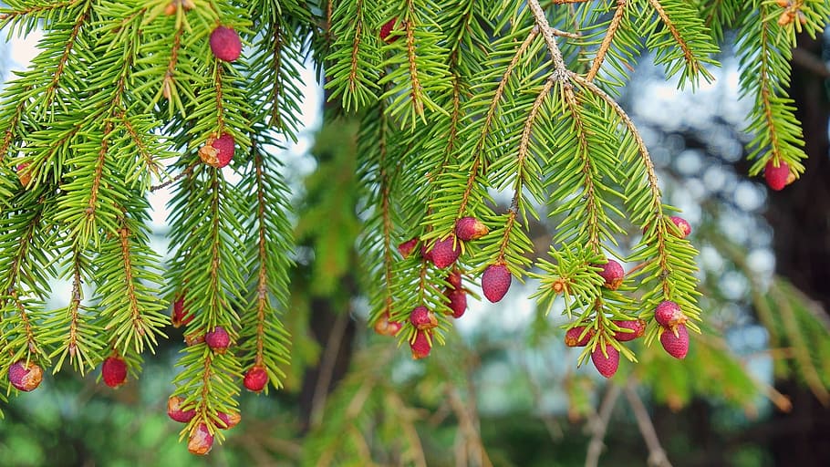 Spring, Spruce, Color, christmas, tree, fir Tree, branch, nature HD wallpaper