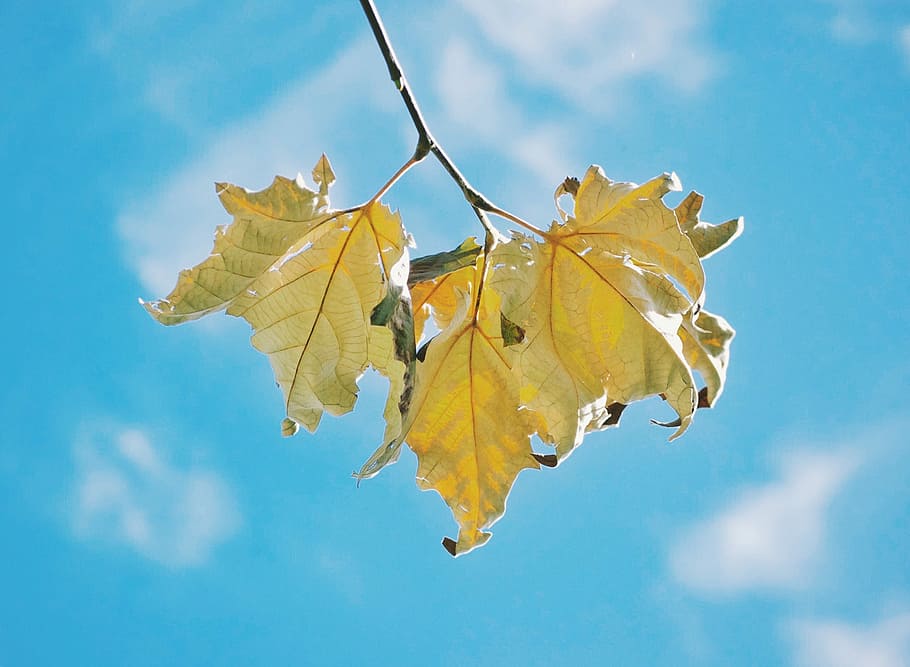 Heart of Nature, selective focus photography of brown leaf under the blue sky at daytime HD wallpaper