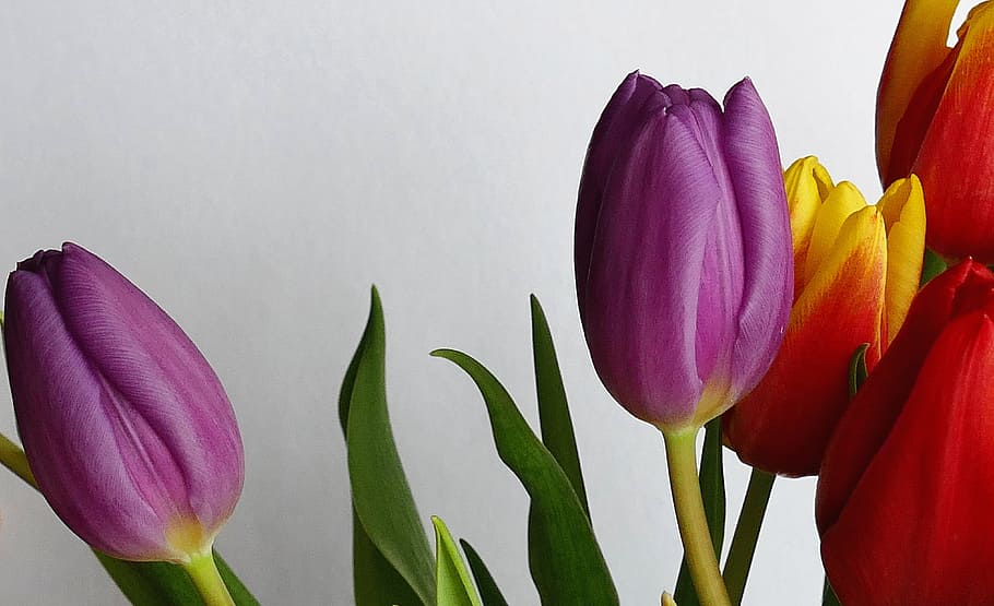 closeup photo of two purple tulips, flowers, spring, nature HD wallpaper