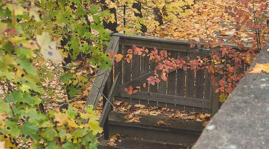 fence, gate, autumn, leaves, village, dacha, nature, elitexpo HD wallpaper