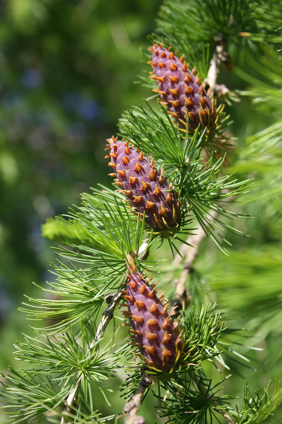 tap, conifer, larch, pine, branches, close, larch cones, spring HD wallpaper