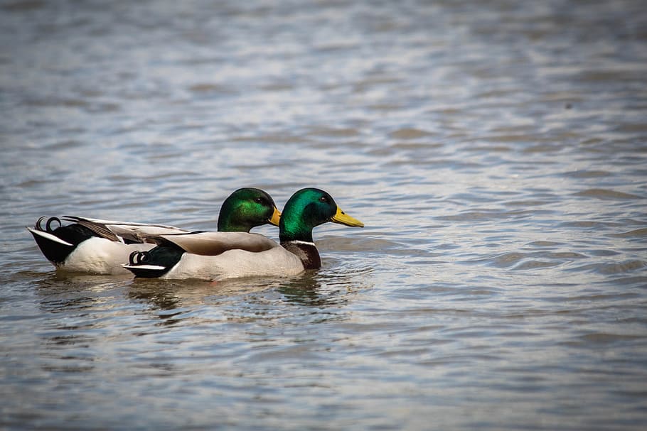 duck, teal, bird, water, animal themes, vertebrate, animal wildlife HD wallpaper