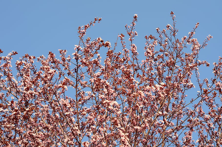 bloom, tree, nature, spring, blooming, pink, natural, branch HD wallpaper