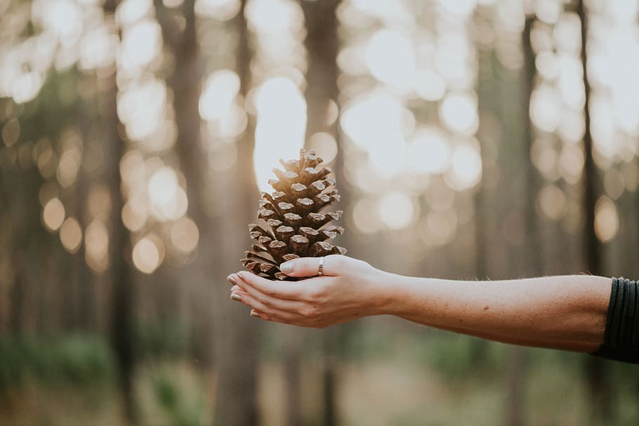 pine, cone, hand, ring, arm, nature, blur, human hand, human body part HD wallpaper