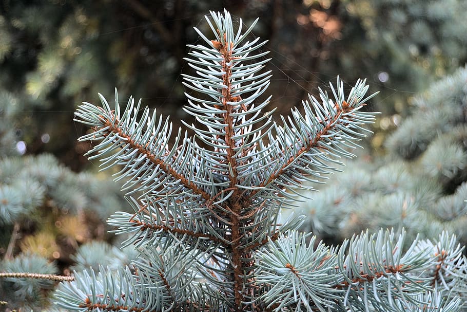 Fir, Spruce, Tree, Nature, Forest, conifer, green, pine greenhouse HD wallpaper