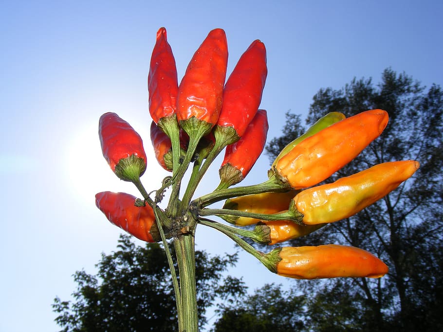 chilli, hot, pepper, red, sunlight, food, drink, plants, vegetables HD wallpaper