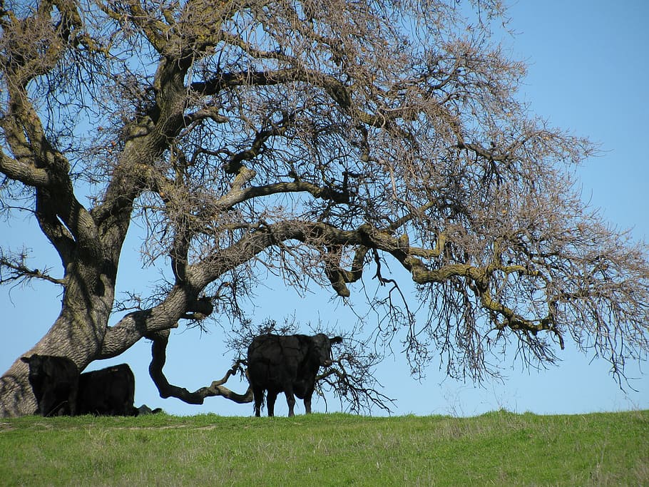 cows, livestock, tree, grazing, agriculture, ranching, field HD wallpaper