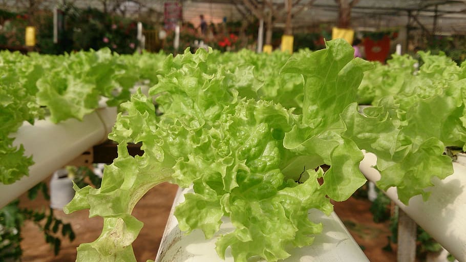 plant, vegetable, green, food, healthy eating, food and drink HD wallpaper