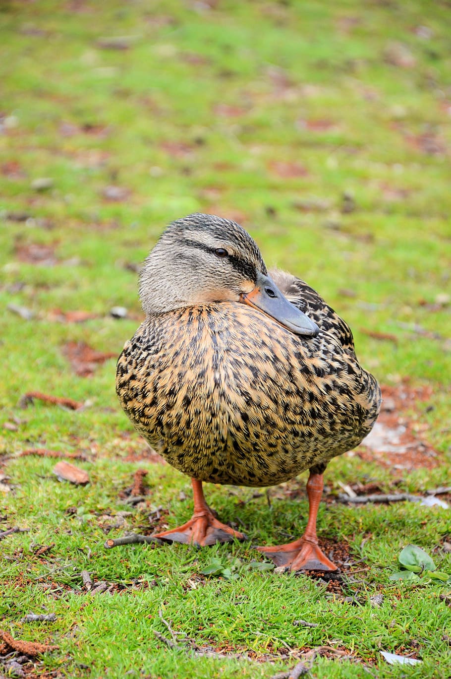 farm, duck, poultry, bird, fly, wings, feather, wildlife, beak HD wallpaper