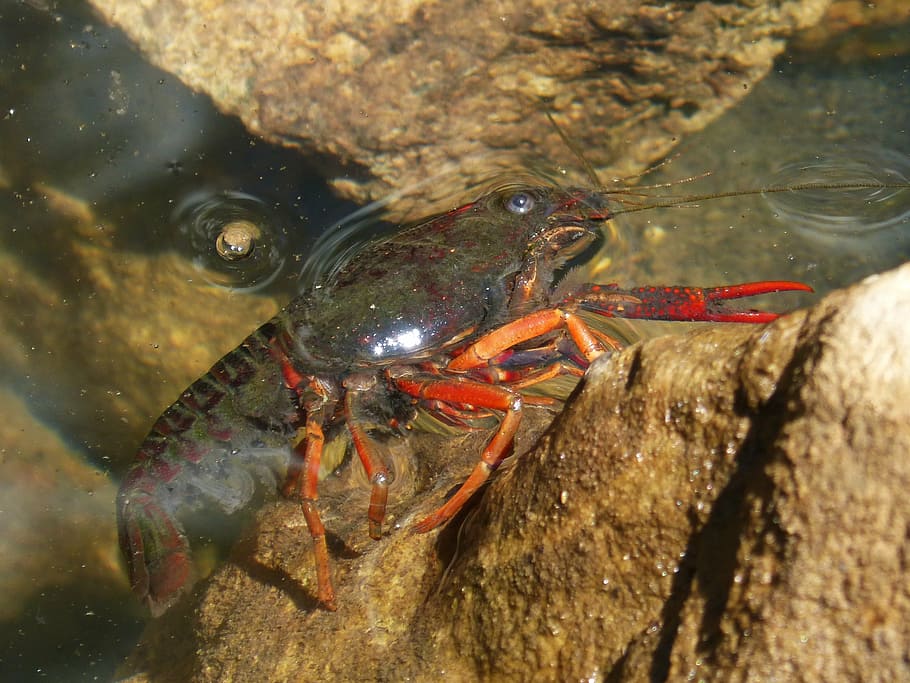 american crab, crayfish, rocks, tweezers, river, invasive species, HD wallpaper