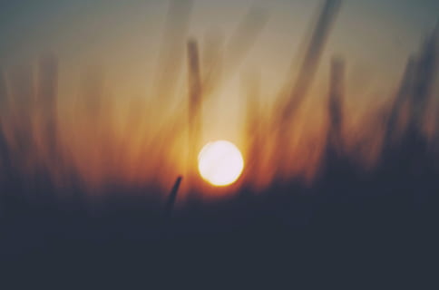 golden hour photo, silhouette of grass, sunset, sunrise, bokeh HD wallpaper