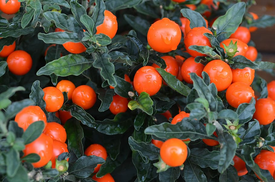 Small, Tomato, Food, Vegetables, red, seasons, fruit, no people HD wallpaper