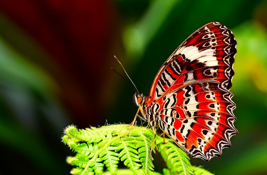 red and black butterfly perching on green leaf, Insect, Macro HD wallpaper