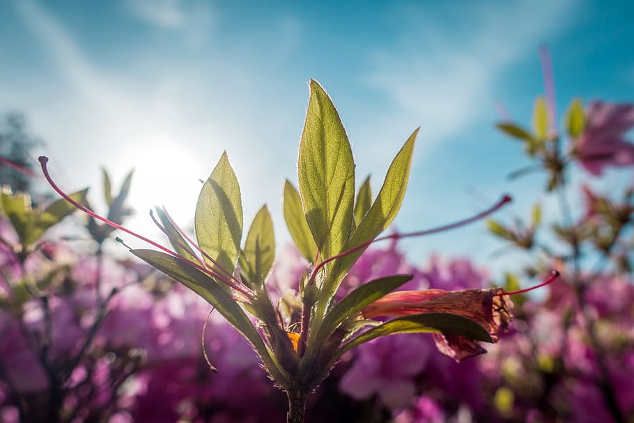 flower, sky, blue, blue sky, green, nature, blossom, plant HD wallpaper