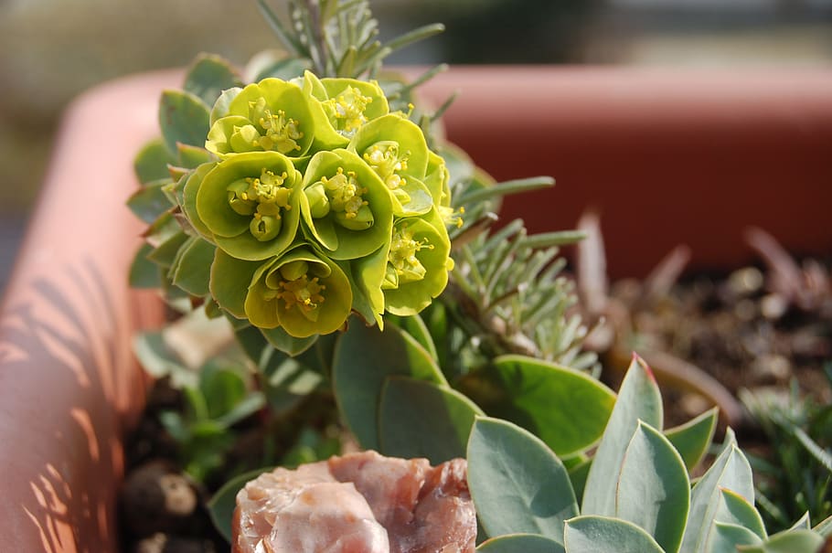 nature, yellow flowers, spring, plant, growth, green color HD wallpaper
