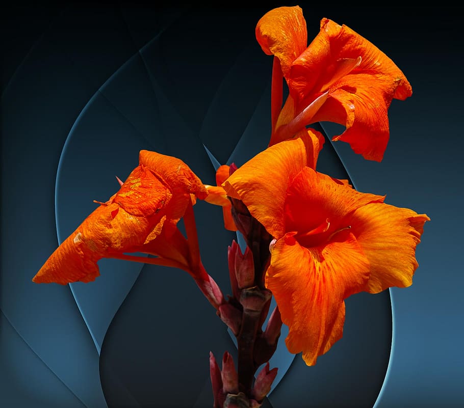 blossom, bloom, flower, orange, flowering plant, petal, fragility HD wallpaper
