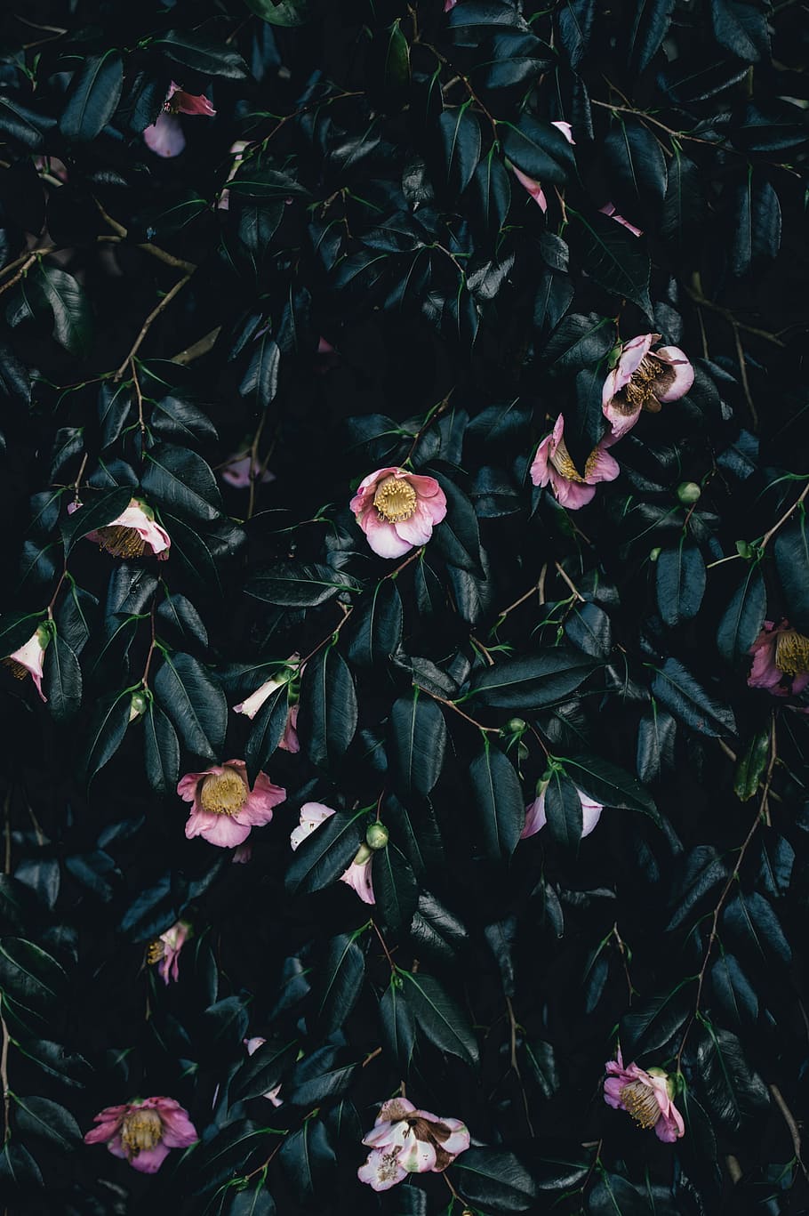 pink flowers photography, bush, foliage, tree, plant, flowering plant HD wallpaper