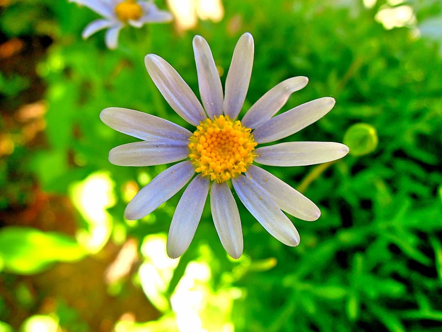 White, Wild Flower, Summer, plant, nature, white flower, white blossom HD wallpaper